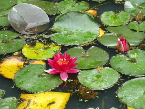 灵感萌芽
